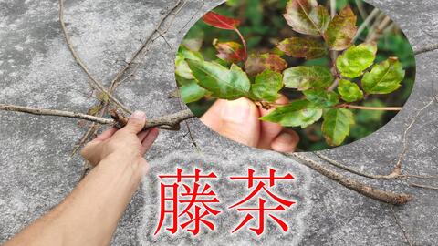 花边长虫是否有毒，深入了解与解析